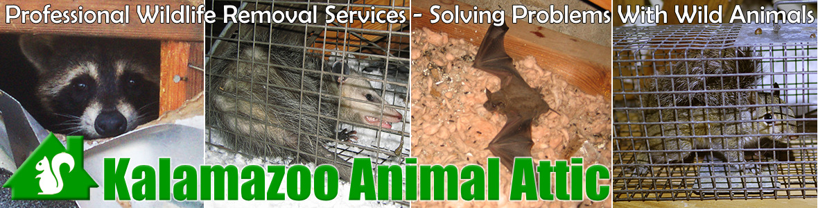 Kalamazoo Animal Attic